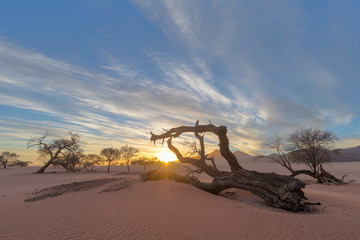 Dead camelthorn tree at sunrise