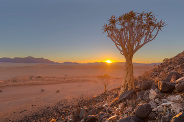 Quiver tree at sunset