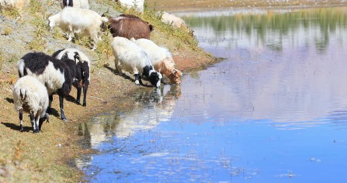 Himalayan pashmina goats on Pangong Tso lake in Ladakh, north India