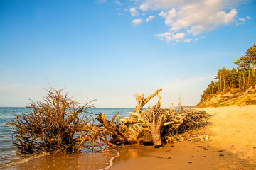 beach of the Baltic Sea in Orzechowo, Poland, with driftwood