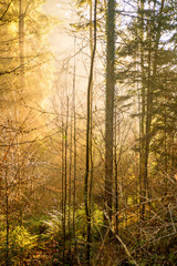 sun rays in a forest