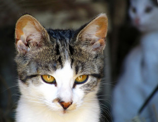 Beautiful yellow-eyed cat looking at camera