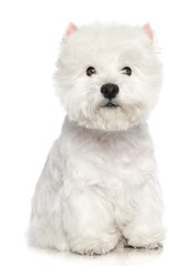 West highland white terrier Dog  Isolated  on White Background in studio