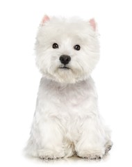 West highland white terrier Dog  Isolated  on White Background in studio