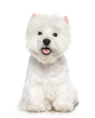 West highland white terrier Dog  Isolated  on White Background in studio - obrazy, fototapety, plakaty