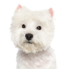 West highland white terrier Dog  Isolated  on White Background in studio