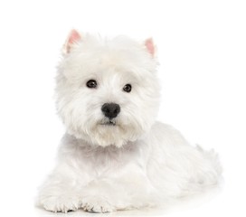 West highland white terrier Dog  Isolated  on White Background in studio