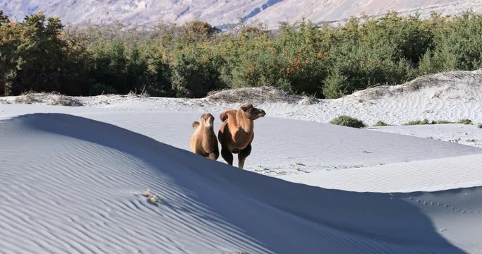 WIld camels on sand dunes of Hunder area in Nubra Valley, Ladakh, north India
