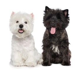 West highland white terrier and Cairn terrier Dog  Isolated  on white Background in studio