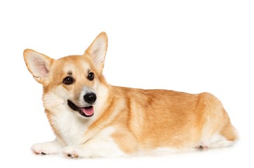 Welsh Corgi Pembroke Dog  Isolated  on White Background in studio