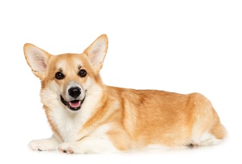 Welsh Corgi Pembroke Dog  Isolated  on White Background in studio