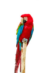 Macaw parrot isolated on white background