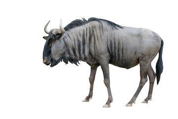 wildebeest isolated on white background - obrazy, fototapety, plakaty