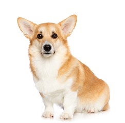 Welsh Corgi Pembroke Dog  Isolated  on White Background in studio