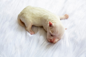 Close-up of a Newborn maltese puppy. maltese dog. Beautiful dog color white. 4 day old. Puppy on Furry white carpets. baby dog on Furry carpet.