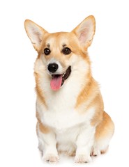 Welsh Corgi Pembroke Dog  Isolated  on White Background in studio