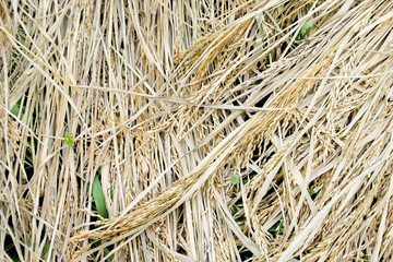 Green ear of rice in paddy rice field