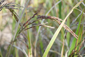 Green ear of rice in paddy rice field