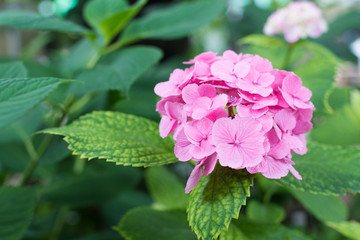 ピンクのアジサイ