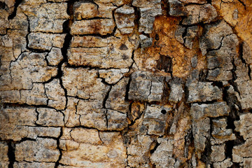 Tree bark wood texture abstract background