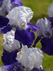 Iris barbata - Iris barbus ou iris de jardins bicolore, blanc et bleu violet