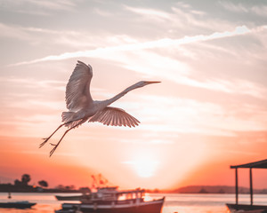 white crane flight © Lucas