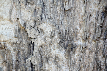 Tree bark wood texture abstract background