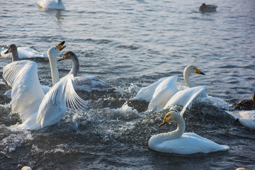 Fighting white whooping swans swimming in the nonfreezing winter lake. The place of wintering of swans, Altay, Siberia, Russia. © olinchuk