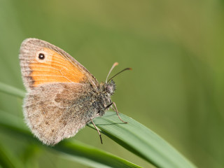 The small heath ( Coenonympha pamphilus ) butterfly sitting on a green blade of grass