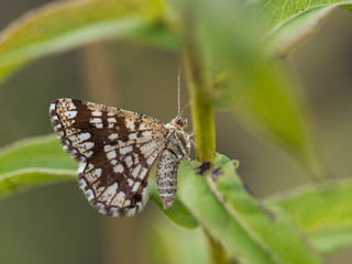 Latticed heath ( Chiasmia clathrata ) female moth sitting on a plant