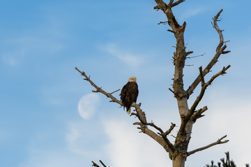 Bald Eagles
