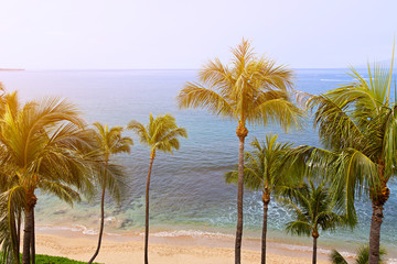 Fototapeta na wymiar palms and ocean