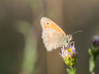 Obraz premium The small heath ( Coenonympha pamphilus ) butterfly sitting on a blooming flower
