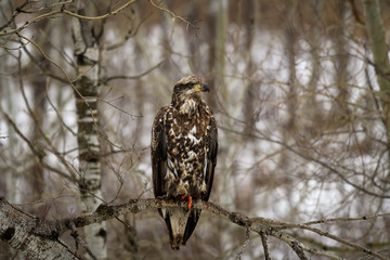 Bald Eagles