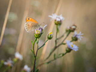 The small heath ( Coenonympha pamphilus ) butterfly sitting on a blooming flower