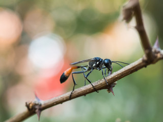 Red-banded sand wasp ( Ammophila sabulosa ) sitting on a twig