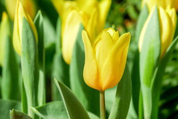 Colorful tulips meadow nature in spring ,Tulip flower background