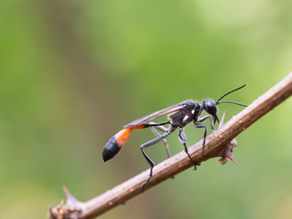Red-banded sand wasp ( Ammophila sabulosa ) sitting on a twig
