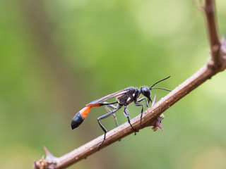 Red-banded sand wasp ( Ammophila sabulosa ) sitting on a twig