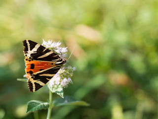 The Jersey tiger ( Euplagia quadripunctaria ) a day -flying moth of the family Erebidae