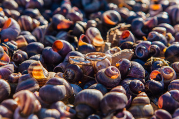 Two wedding rings on the sea snails shells background