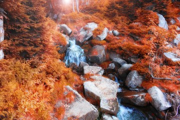 Autumn stream in the forest in sunny day