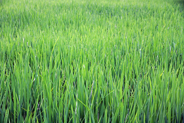 Terraced rice fields close to Gunung Kawi Temple and Funerary complex, Tampaksiring, Bali, Indonesia 