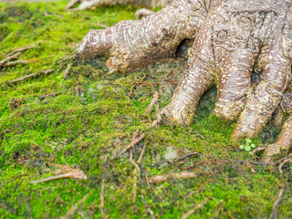 Green moss with tree root