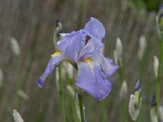 Iris barbata - Iris barbu ou iris de jardins aux tépales et sépales bleu clair couverts d'un...