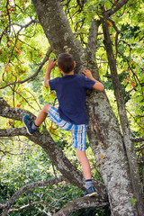 Naklejka na ściany i meble Child climbing tree