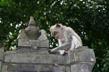 Monkeys in Ubud Monkey Forest, Pura Dalem Agung Padangtegal, Padangtegal, Ubud, Bali, Indonesia