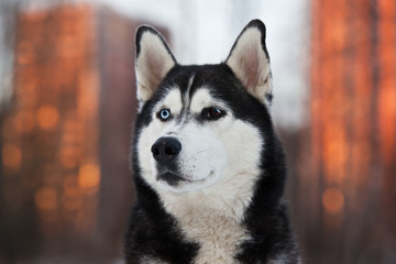 Dog breed Siberian Husky portrait on nature in a city park at sunset