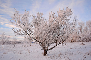 Snow-covered trees