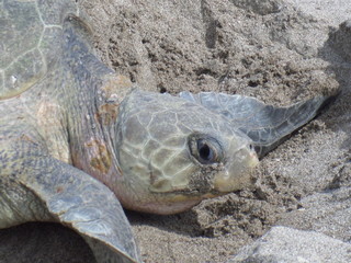tortue